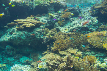 Obraz na płótnie Canvas Coral reef aquarium tank for background. Amazing colorful saltwater aquarium.