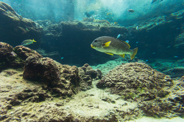 Fototapeta na wymiar Coral reef aquarium tank for background. Amazing colorful saltwater aquarium.