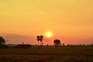 Sunset view with rice fields with palm trees.