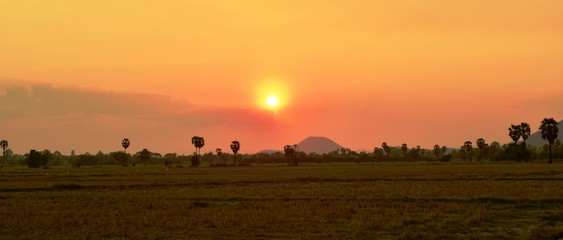 Plakat Sunset with golden yellow sky at fields and palm trees