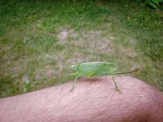 Green locust with a saber. Body of a man with hair. Outdoors in summer, grass.