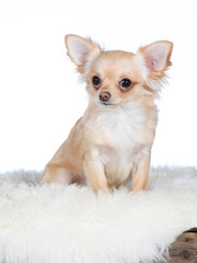 Cute and tiny Chihuahua puppy. Image taken in studio with white background. Copy space, isolated on white.