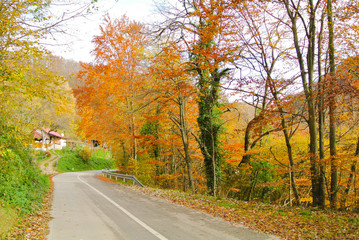 Asphalt road through forest in autumn (with trees with colorful yellow, orange, red, brown and green leaves), on mountain Kozara, in national park, near city Prijedor, RS, Bosnia and Herzegovina
