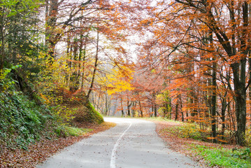 curvy asphalt road through forest in autumn, trees with colorful yellow, brown, red, green leaves, on mountain Kozara, in national park