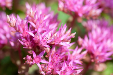 Pink colored flowers of Orphan sedum , close up horizontal stock photo image background
