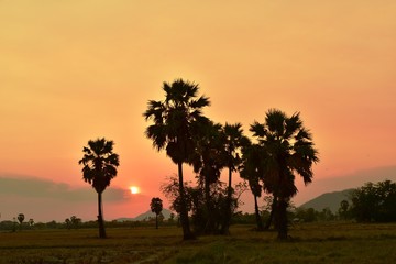 Fototapeta na wymiar Sunset view with rice fields with palm trees.