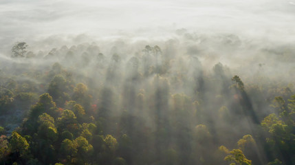 Mist Morning Forest