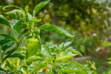 Bell pepper growing on bush in the garden. Bulgarian or sweet pepper