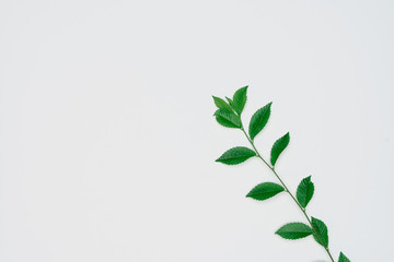 Creative layout made of papers and leaves Flat lay. Minimal nature concept.