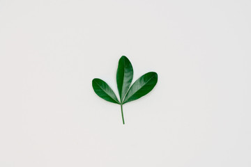 Creative layout made of papers and leaves Flat lay. Minimal nature concept.