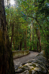 Forest road in a summer day