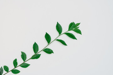 Creative layout made of papers and leaves Flat lay. Minimal nature concept.