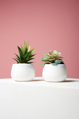abstract still life. Couple of Plant over pink wall