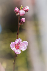 Cherry Blossoms, Pink Flowers, Blooming Flower