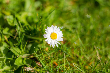 Small Flower in Grass, Spring Flower, Natural Plants