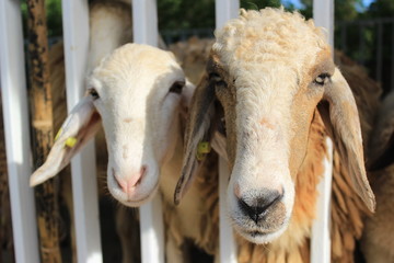 Fototapeta premium The sheep farm is a coffee shop in Chiang Rai Thailand.