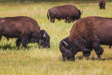 Washable wall murals Bison Buffalo Grazing, Buffalo Farm, Farmed Buffalo