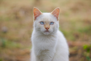 fluffy white cat