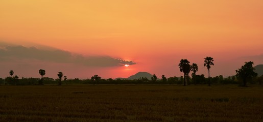 Obraz na płótnie Canvas Sunset view with rice fields with palm trees.