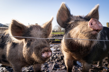Freilandhaltung - Schweine am Zaun.