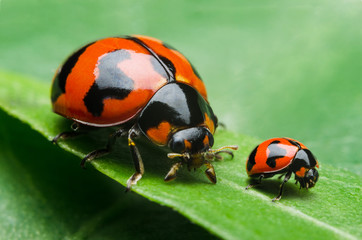 red bug family on a leaf