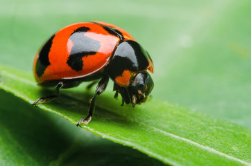 red bug on a leaf
