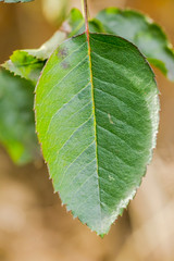 Detail of Green Leaf in Sunlight