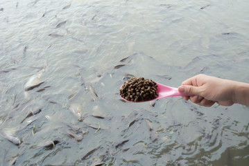 Feeding fish in the river