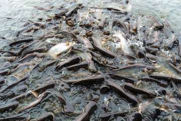 Many fish in the rive
