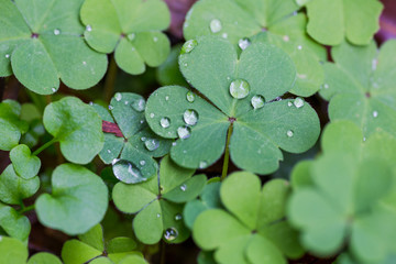 Clover Water Droplets, Water Droplets on Clovers