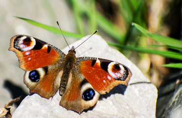 A beautiful multicolored butterfly sat on a stone. The first days of spring. Green grass