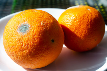 Penicillium mold on an orange fruit
