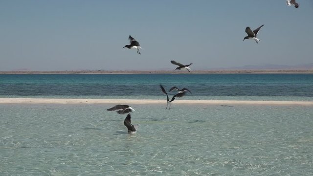 Birds dive into the water catching small fish near the beach of a small island of the Umluj group in Saudi Arabia