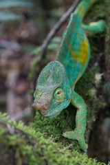 close up of colourful male parson's chamaleon looking at camera in natural habitat during daylight in andasibe-mantandia national parc madagascar
