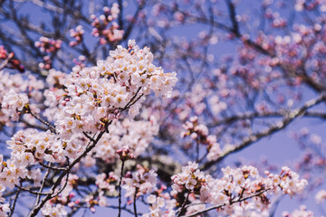 Obraz premium cherry blossom in spring