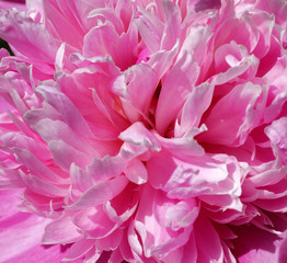 Beautiful pink peony flowers in their natural garden environment at full sunshine.