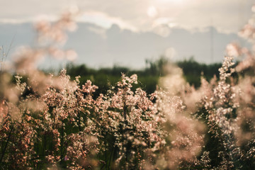 flowers and sky