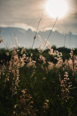 sunset over field