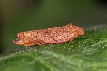 Archips podana, the large fruit-tree tortrix, is a moth of the family Tortricidae.