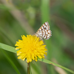The latticed heath (Chiasmia clathrata) is a moth of the family Geometridae