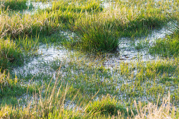 eine überschwemmte Wiese im Spreewald