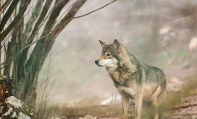 the European gray wolf stands in the forest