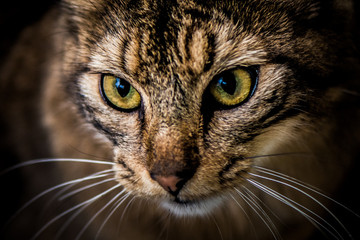 Katzen Portrait