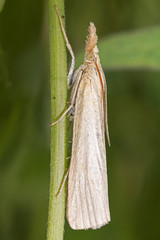 Crambus lathoniellus is a species of moth of the family Crambidae