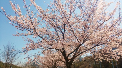 cherry blossom in south korea at spring