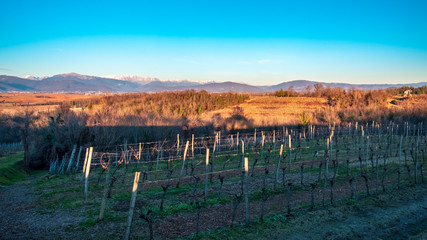 Obraz premium Winter sunset in the vineyards of Collio Friulano