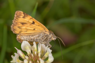 The burnet companion moth (Euclidia glyphica) is a moth of the family Erebidae.