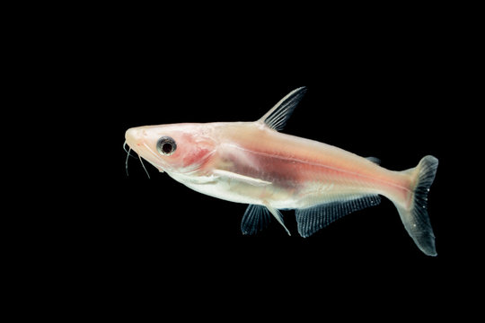 Albino Catfish (Pangasius hypophthalmus)  on black 