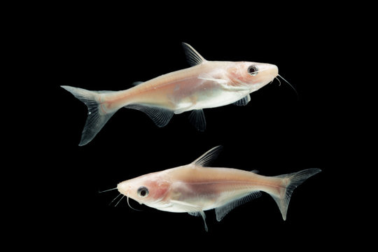 Albino Catfish (Pangasius hypophthalmus)  on black 