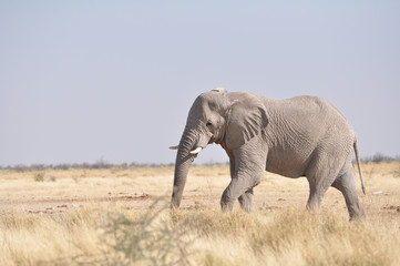 Fototapeta na wymiar Elephant in Etosha